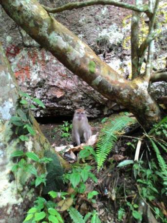 Monyet hutan di dalam kawasan Lembah Harau 